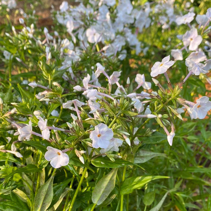 Phlox 'Fashionably Early Crystal' PP28679~ Fashionably Early™ Crystal  Phlox