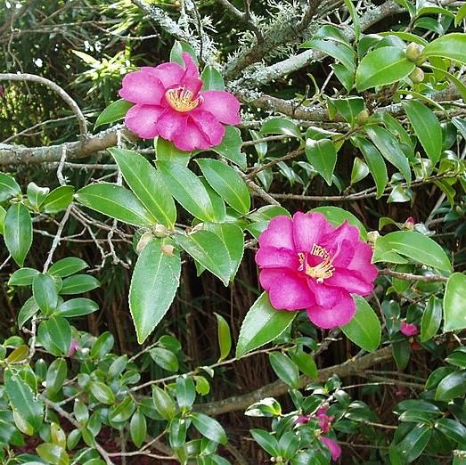 Camelia sasanqua 'Kanjiro' ~ Kanjiro Camelia