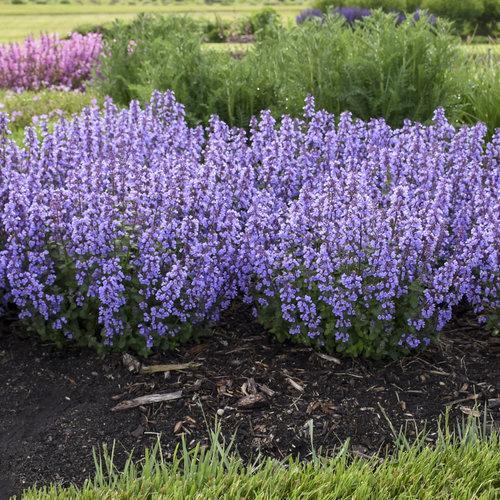 Nepeta x faassenii ‘Cat’s Pajamas’ ~ Cat's Pajamas Catmint