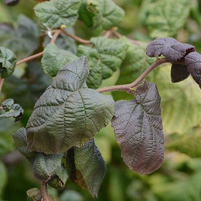 Corylus avellana 'Red Dragon' ~ Red Dragon Filbert