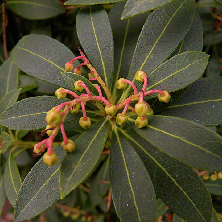 Kalmia latifolia 'Minuet' ~ Minuet Mountain Laurel