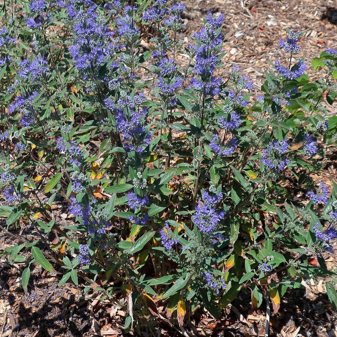 Caryopteris x clandonensis ‘Blue Mist' ~ Blue Mist Bluebeard