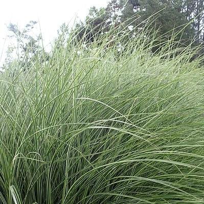 Miscanthus sinensis 'Morning Light' ~ Morning Light Maiden Grass