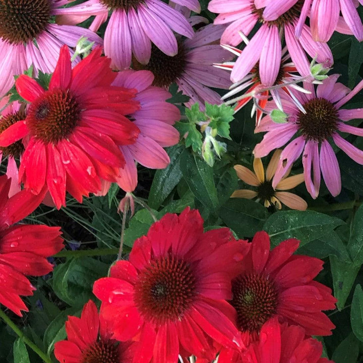 Echinacea x 'Balsomsed' PP23105 ~ Sombrero® Salsa Red Coneflower