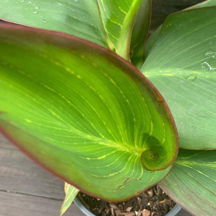 Canna x generalis 'Bengal Tiger' ~ Variegated Tiger Canna Lily