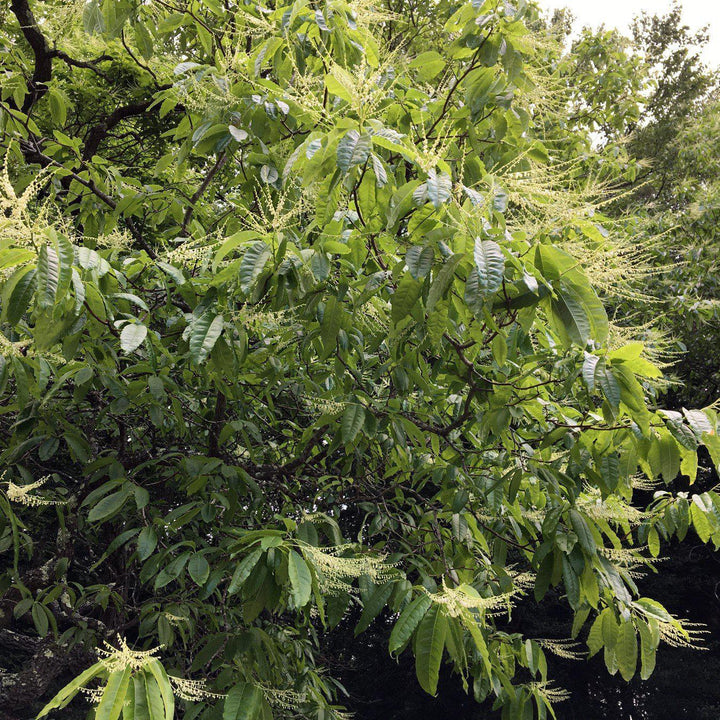 Oxydendrum arboreum ~ Sourwood, Sorrel Tree