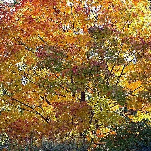 Acer saccharum 'Green Mountain' ~ Green Mountain Sugar Maple