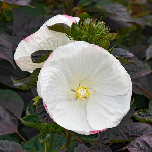 Hibiscus 'Cookies and Cream' ~ Summerific® Cookies and Cream Hibiscus
