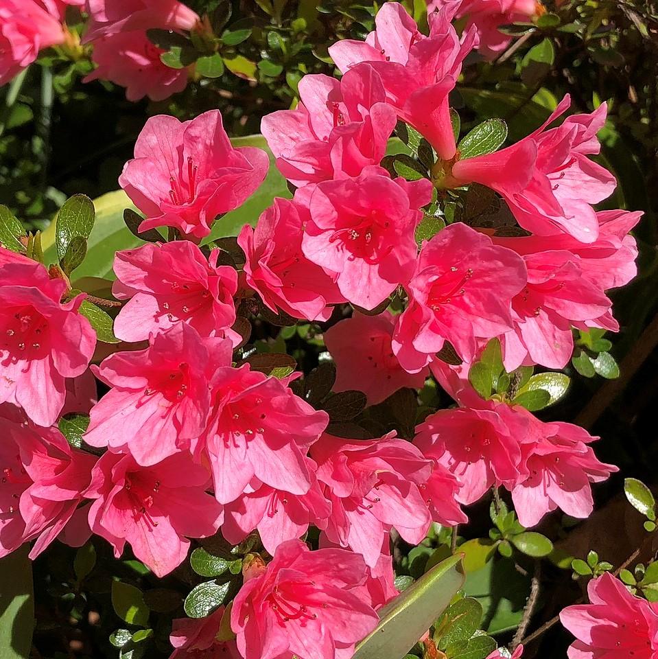 Azalea kurume 'Coral Bells' ~ Coral Bells Azalea