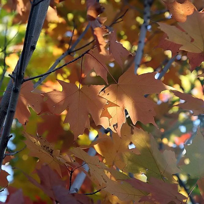 Acer saccharum 'Legacy' ~ Legacy Sugar Maple