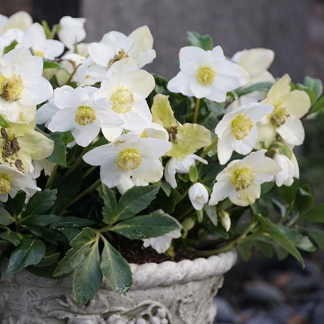 Helleborus niger 'HGC Jacob' PP17,799 ~ HGC® Jacob Christmas Rose