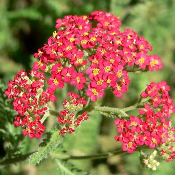 Achillea millefolium 'Paprika' ~ Paprika Yarrow