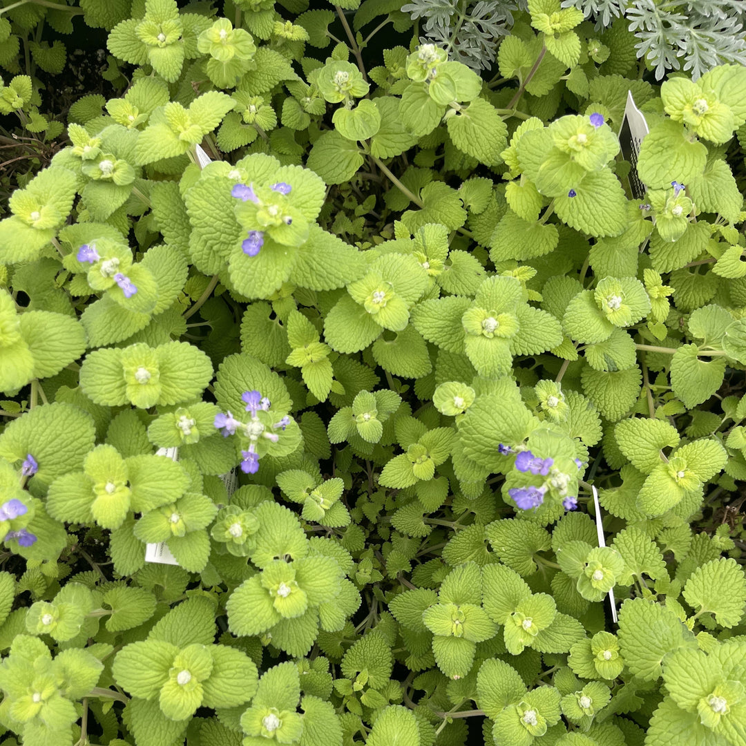 Nepeta ‘Chartreuse on the Loose’ ~ Chartreuse on the Loose Catmint