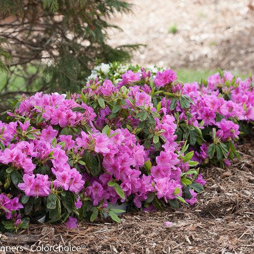 Rhododendron 'RLH1-4P19' ~ Bloom-A-Thon® Lavender Azalea