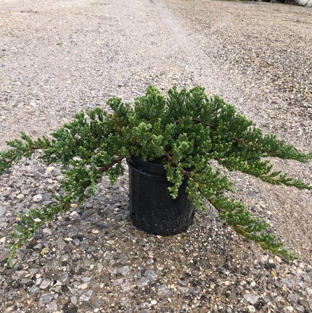 Juniperus procumbens 'Nana' ~ Japanese Garden Juniper