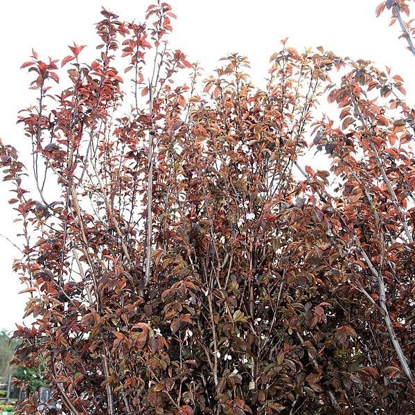 Prunus cerasifera 'Krauter Vesuvius' ~ Krauter Vesuvius Cherry Plum