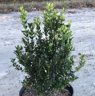 Buxus microphylla japonica 'Grejade' ~ Baby Jade™ Boj