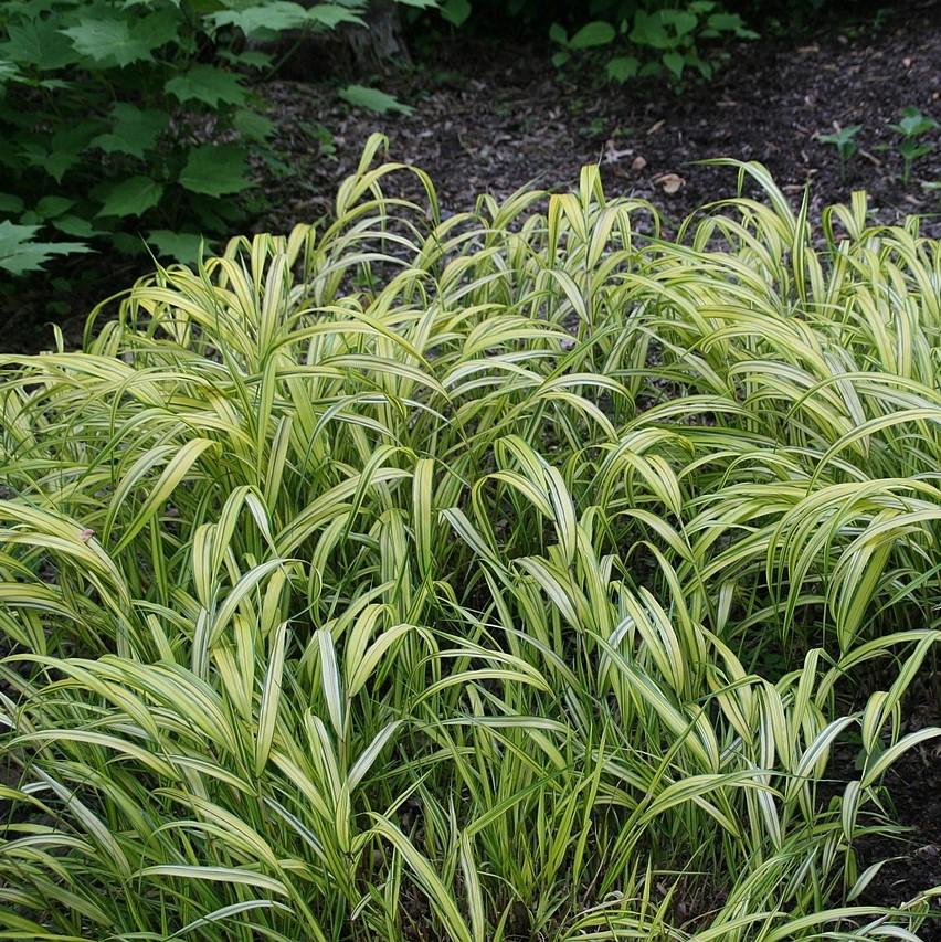 Hakonechloa macra 'Aureola' ~ Hierba dorada del bosque japonés, Hierba Hakone