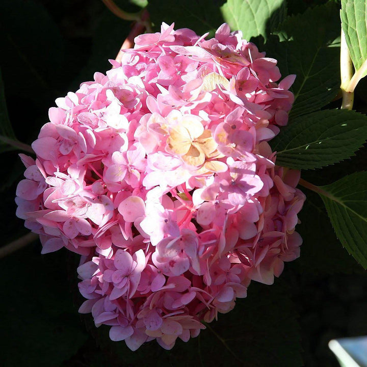 Hydrangea macrophylla 'Blushing Bride' ~ Endless Summer® Blushing Bride® Hydrangea