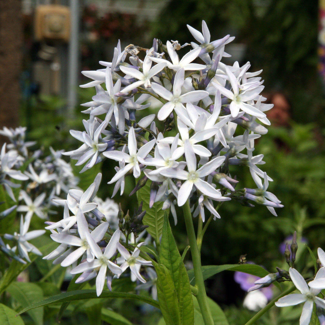 Amsonia hubrichtii ~ Threadleaf Blue Star, Arkansas Blue Star