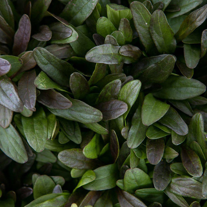 Ajuga reptans 'Valfredda' ~ Chocolate Chip Bugleweed