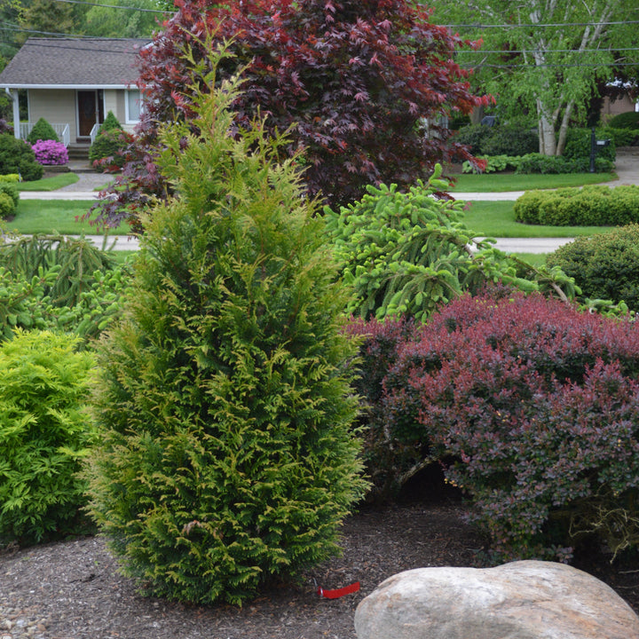 Thuja occidentalis 'Junior Giant' ~ Junior Giant Arborvitae