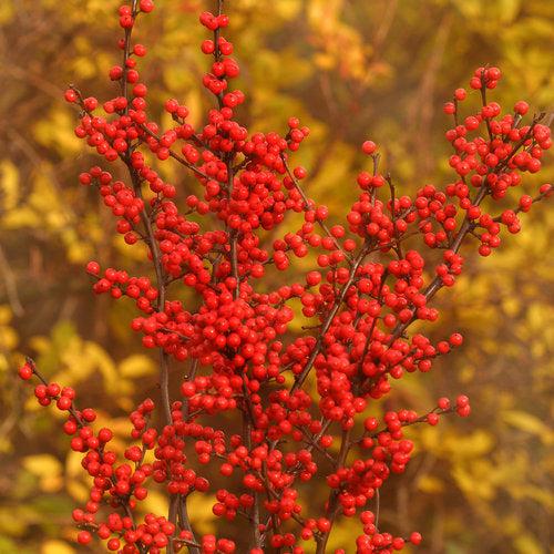 Ilex verticillata 'Spravy' ~ Berry Heavy® Winterberry