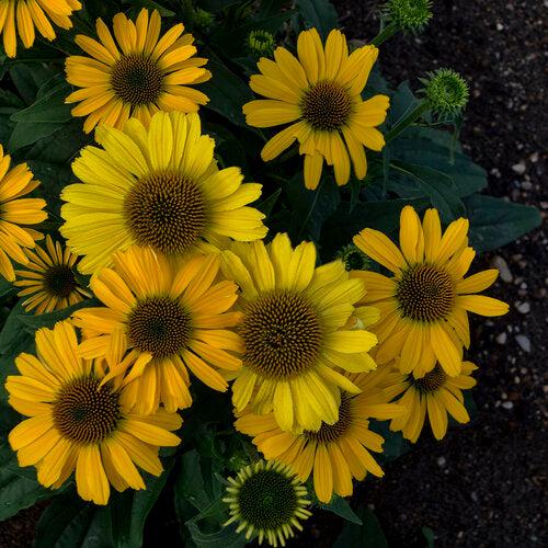 Echinacea 'Yellow My Darling' ~ Color Coded® Yellow My Darling Echinacea