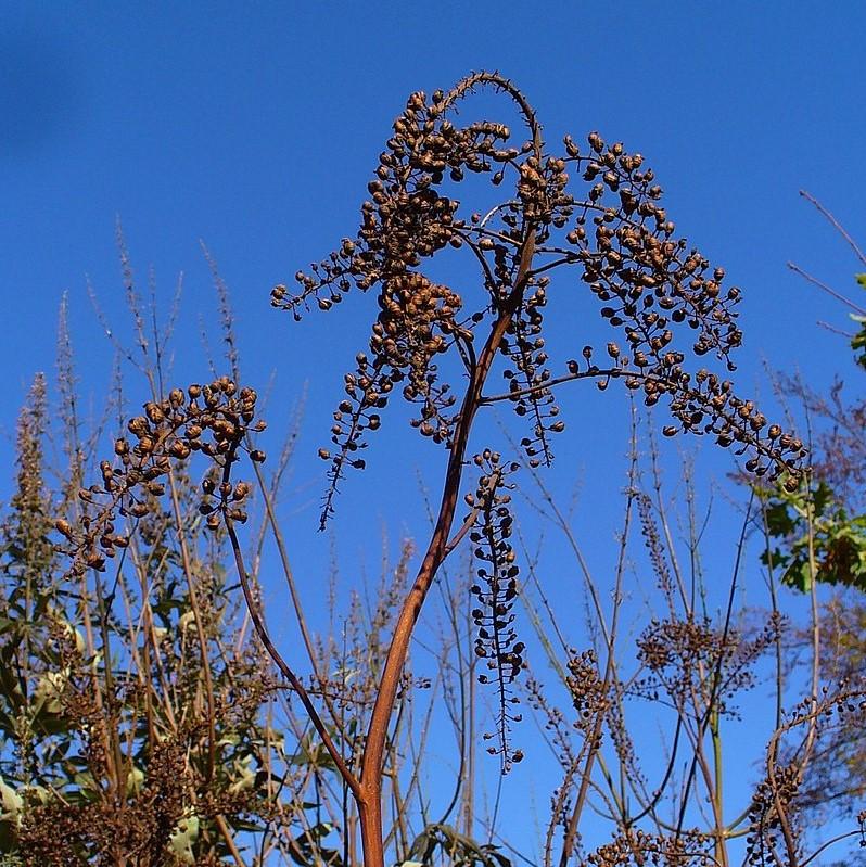 Actaea racemosa ~ Black Cohosh