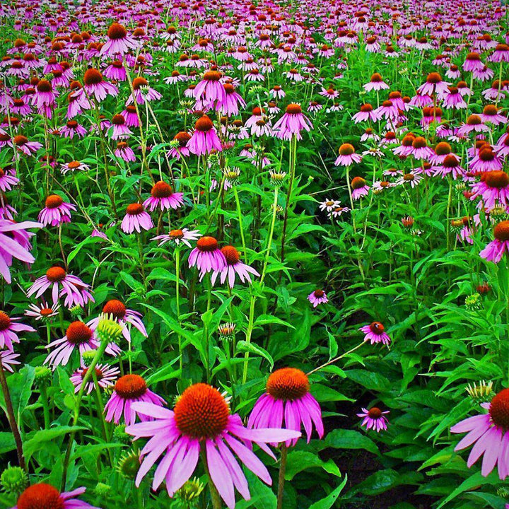 Echinacea purpurea ~ Purple Coneflower