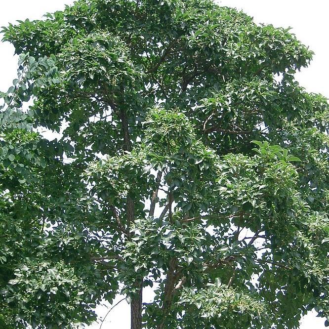 Chionanthus retusus ~ Árbol de flecos chino