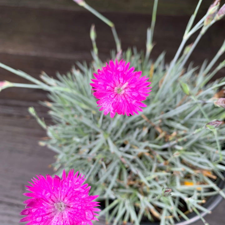 Dianthus gratianapolitanus 'Firewitch' ~ Firewitch Dianthus, Cheddar Pink