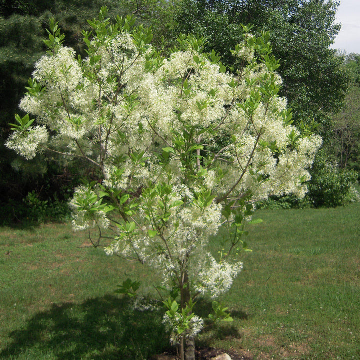 Chionanthus retusus 'Tokyo Tower' ~ Tokyo Tower Fringe Tree