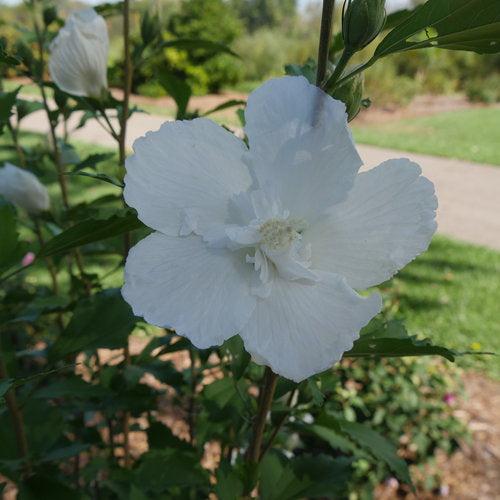 Hibiscus syriacus 'Gandini van Aart' ~ PW® White Pillar® Rose of Sharon