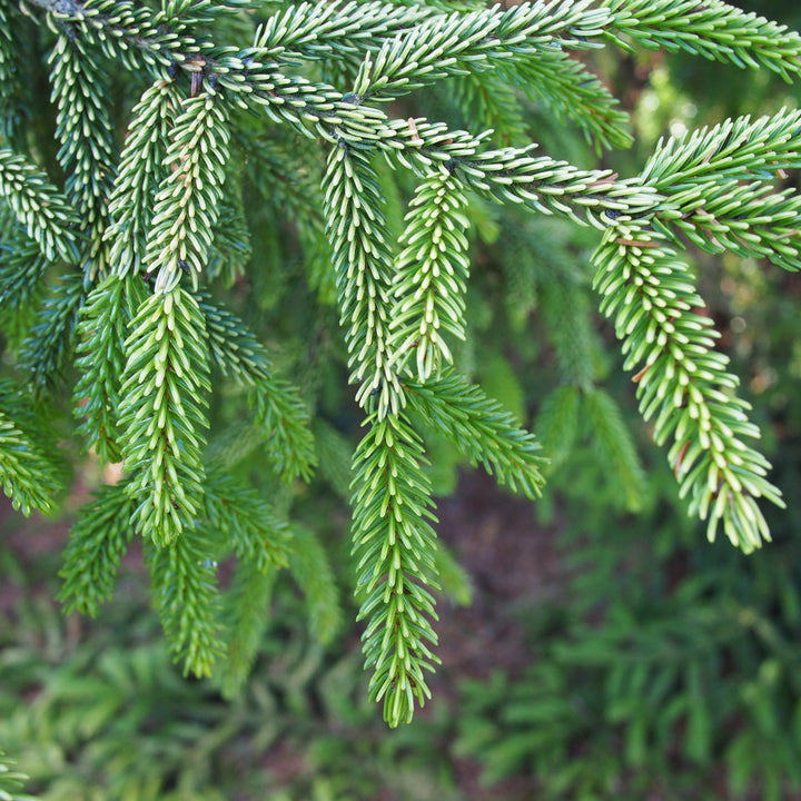 Picea orientalis 'Skylands' ~ Skylands Oriental Spruce