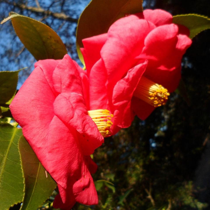 Camellia sasanqua 'Hot Flash' ~ Hot Flash Camellia