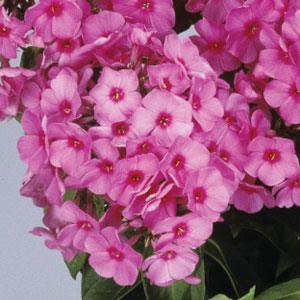 Phlox paniculata 'Flame Pink' ~ Flame® Pink Phlox