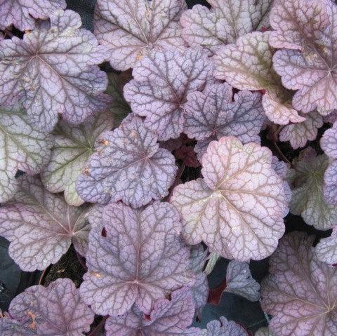 Heuchera x 'Silver Scrolls' ~ Silver Scrolls Coral Bells