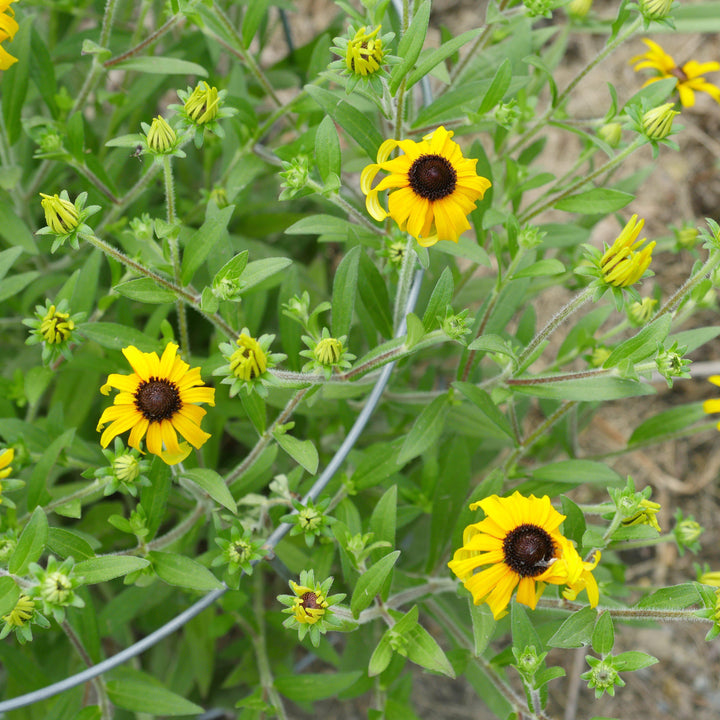 Rudbeckia 'American Gold Rush' ~ American Gold Rush Black-Eyed Susan