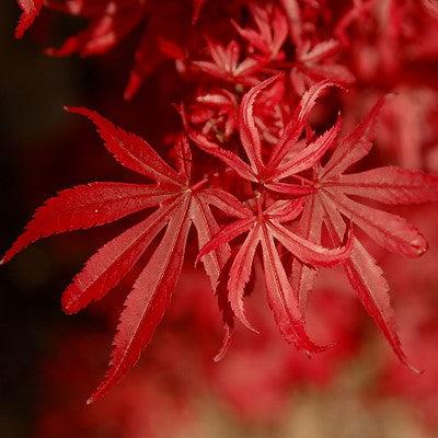 Acer palmatum 'Shaina' ~ Shaina Japanese Maple