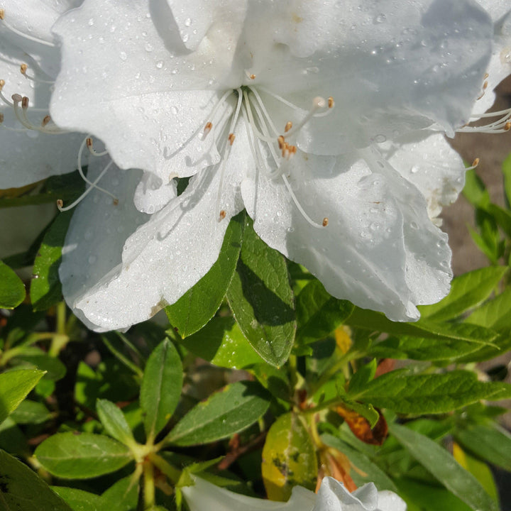 Rhododendron ‘Roblev’ ~  Encore® Autumn Ivory™ Azalea