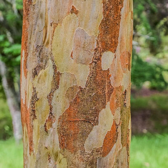 Tree – Tagged 
