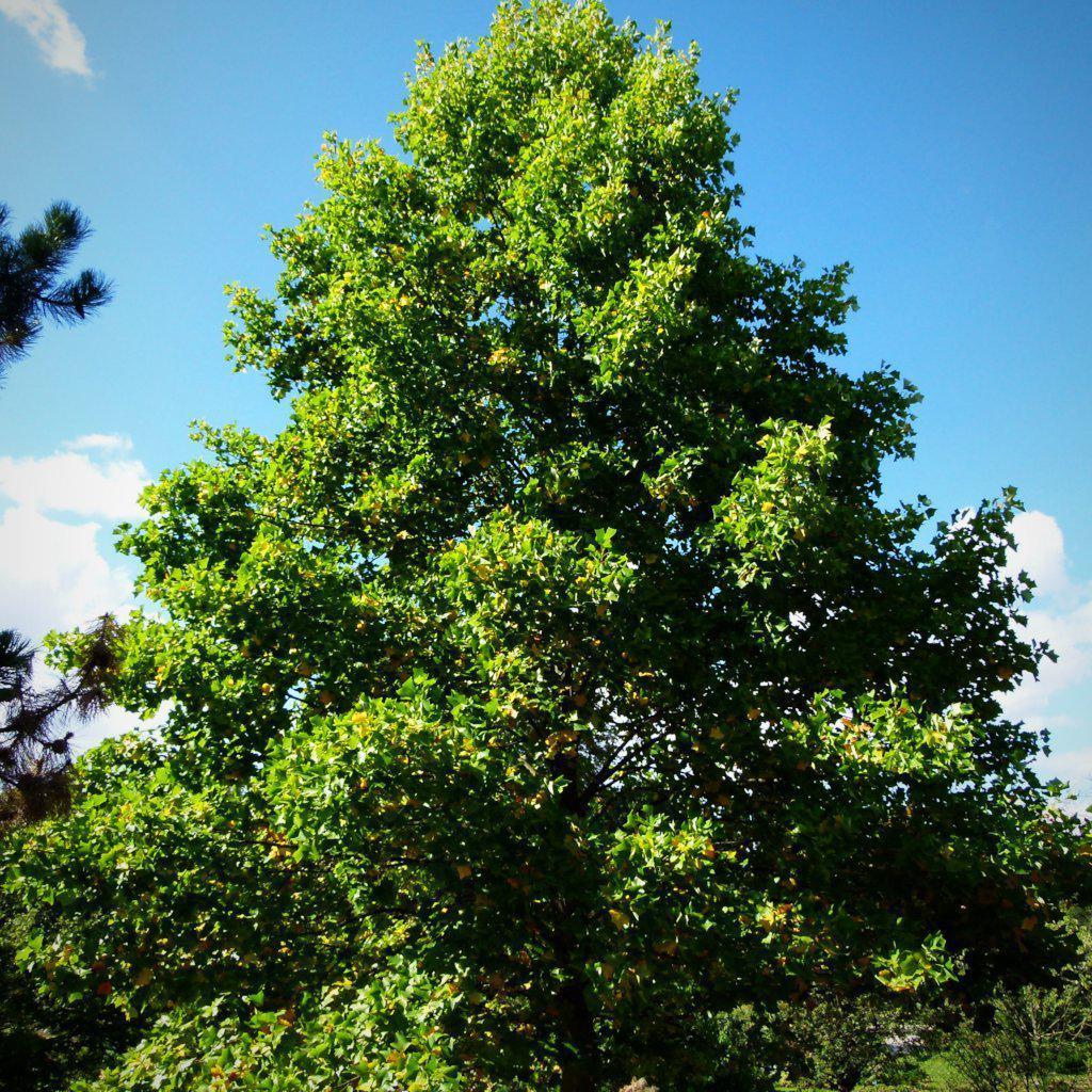 Liriodendron tulipifera ~ Tulip Poplar Tree