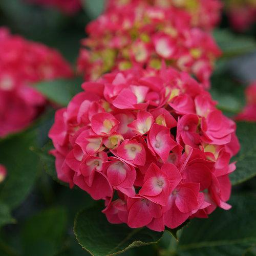 Hydrangea macrophylla 'SMNHML' ~ Wee Bit Giddy® Hydrangea