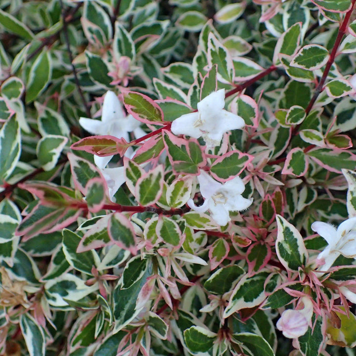 Abelia x grandiflora ‘Confetti’ ~ Confetti® Abelia