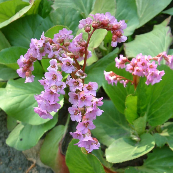 Bergenia cordifolia ~ Heartleaf Bergenia, Pigsqueak