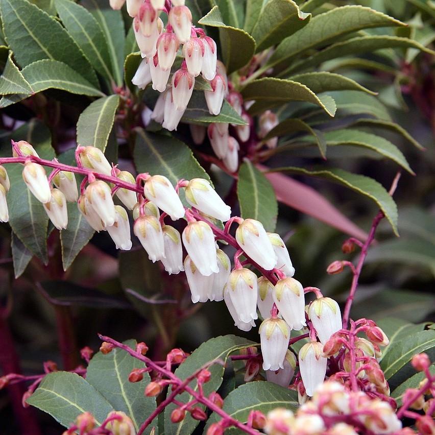 Pieris japonica 'Mountain Fire' ~ Mountain Fire Pieris