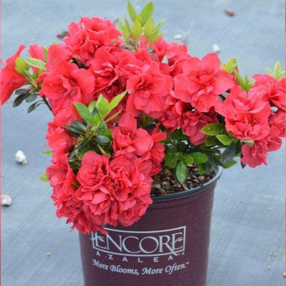 Rododendro 'Roblez' ~ Encore® Autumn Fire™ Azalea