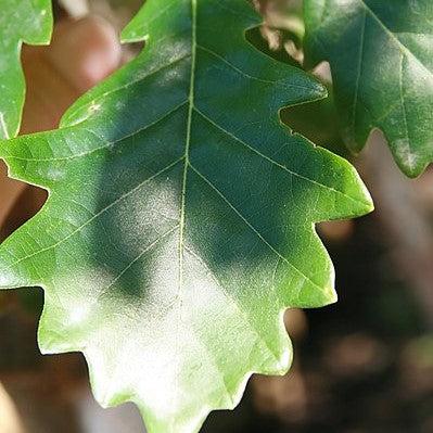 Quercus robur x bicolor ‘Long’ ~ Regal Prince® Oak