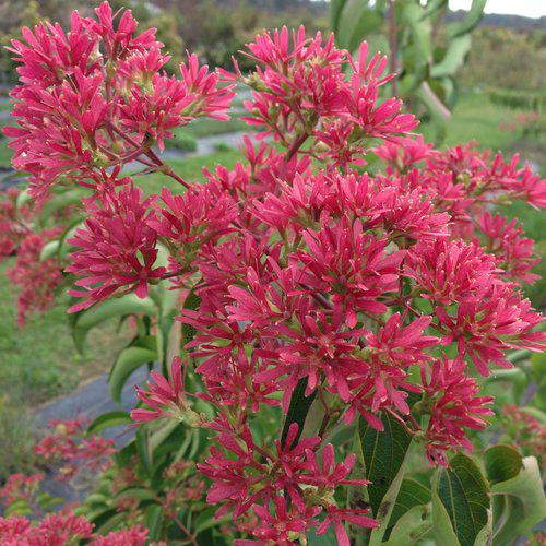 Heptacodium miconioides 'SMNHMRF' ~ Temple of Bloom® Seven-Son Flower